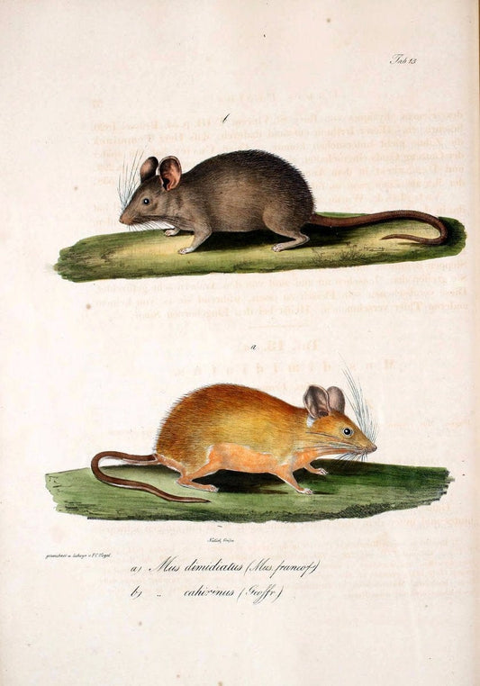 Atlas zu der Reise im nÃ¶rdlichen Afrika /.Frankfurt am Main :Gedruckt und in Commission bei Heinr. Ludw. BrÃ¶nner,1826-1828.. |  | Vintage Print Reproduction 459835