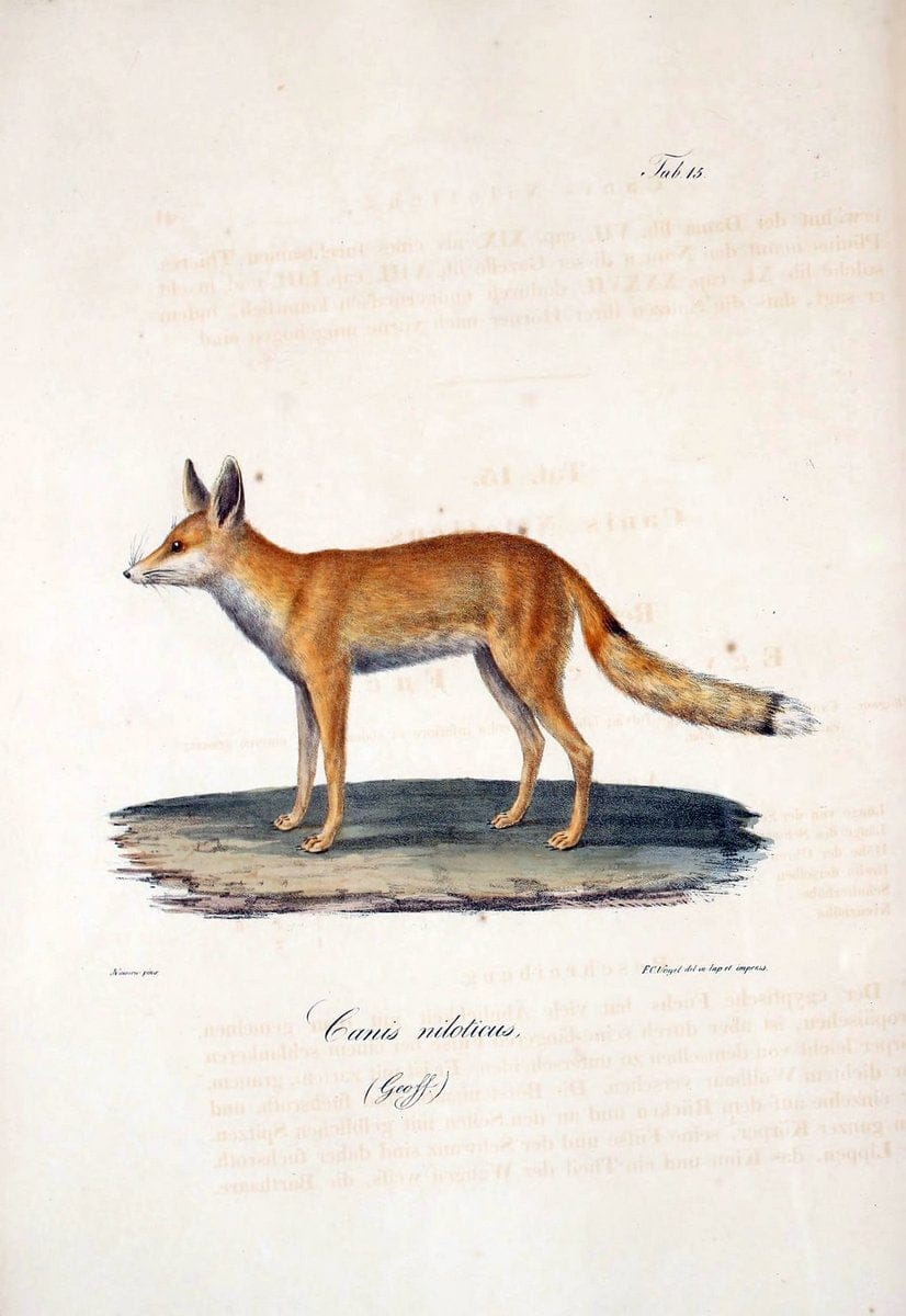 Atlas zu der Reise im nÃ¶rdlichen Afrika /.Frankfurt am Main :Gedruckt und in Commission bei Heinr. Ludw. BrÃ¶nner,1826-1828.. |  | Vintage Print Reproduction 459837