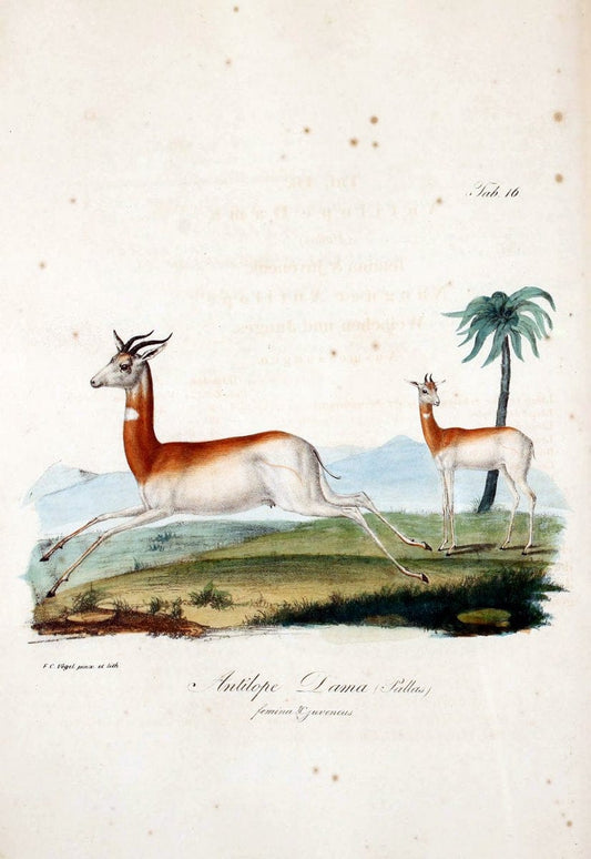 Atlas zu der Reise im nÃ¶rdlichen Afrika /.Frankfurt am Main :Gedruckt und in Commission bei Heinr. Ludw. BrÃ¶nner,1826-1828.. |  | Vintage Print Reproduction 459838
