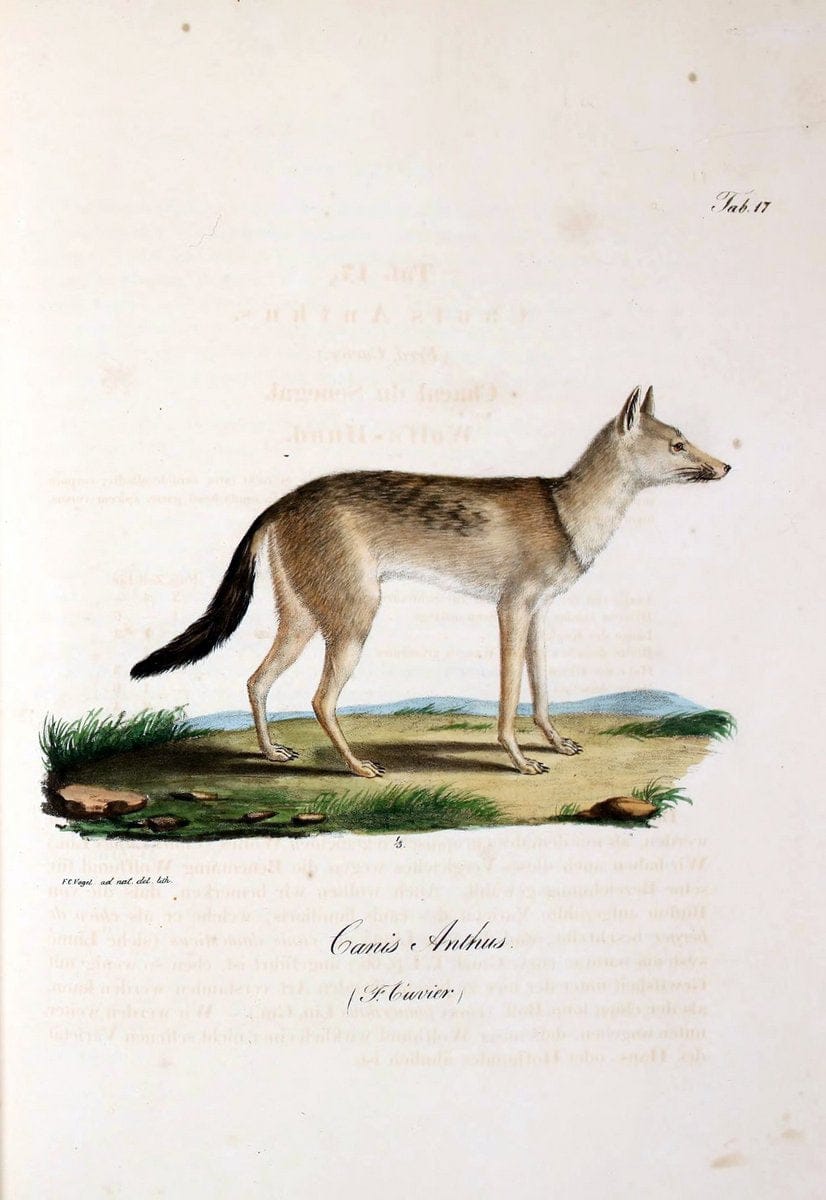 Atlas zu der Reise im nÃ¶rdlichen Afrika /.Frankfurt am Main :Gedruckt und in Commission bei Heinr. Ludw. BrÃ¶nner,1826-1828.. |  | Vintage Print Reproduction 459839