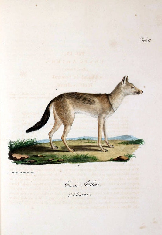 Atlas zu der Reise im nÃ¶rdlichen Afrika /.Frankfurt am Main :Gedruckt und in Commission bei Heinr. Ludw. BrÃ¶nner,1826-1828.. |  | Vintage Print Reproduction 459839