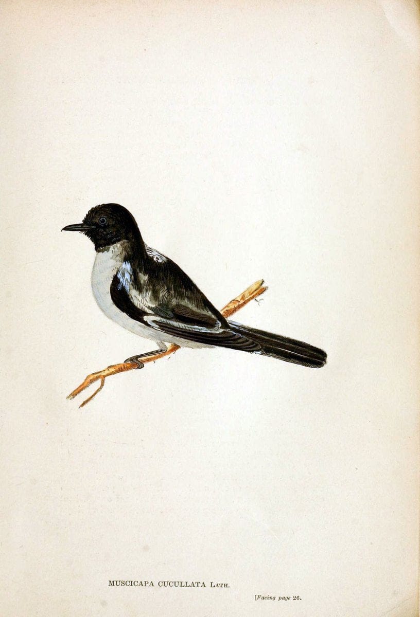 Austral avian record;.London :Witherby.  | Australia Birds Ornithology Periodicals | Vintage Print Reproduction 459840