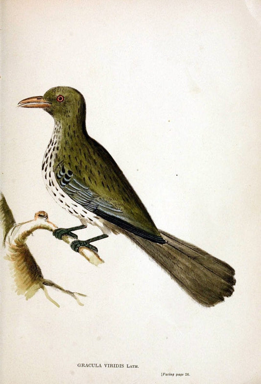 Austral avian record;.London :Witherby.  | Australia Birds Ornithology Periodicals | Vintage Print Reproduction 459841
