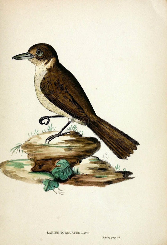 Austral avian record;.London :Witherby.  | Australia Birds Ornithology Periodicals | Vintage Print Reproduction 459842