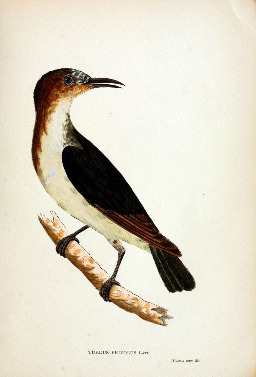 Austral avian record;.London :Witherby.  | Australia Birds Ornithology Periodicals | Vintage Print Reproduction 459843