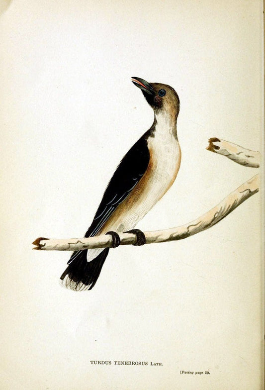 Austral avian record;.London :Witherby.  | Australia Birds Ornithology Periodicals | Vintage Print Reproduction 459844