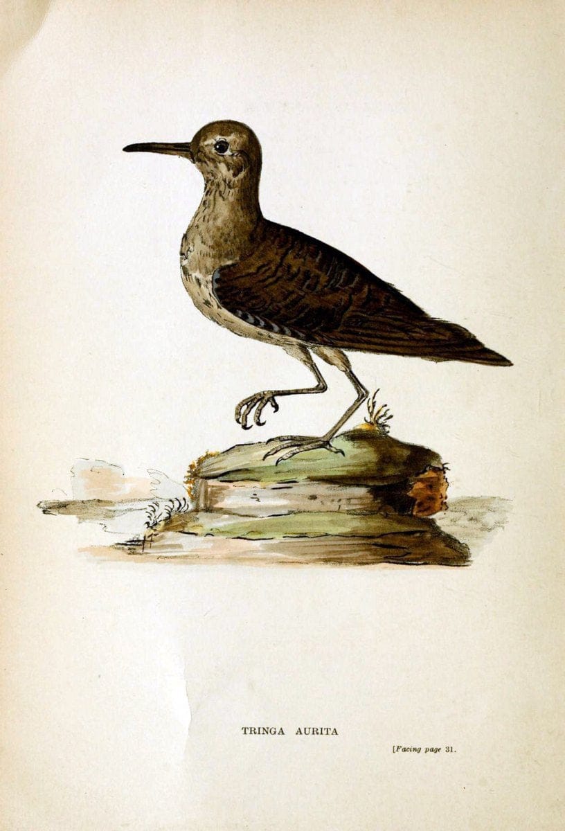 Austral avian record;.London :Witherby.  | Australia Birds Ornithology Periodicals | Vintage Print Reproduction 459846