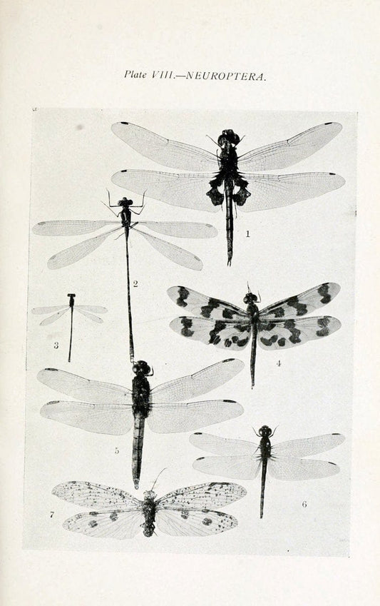Australian insects..Sydney,W. Brooks[1907]. |  | Vintage Print Reproduction 459847