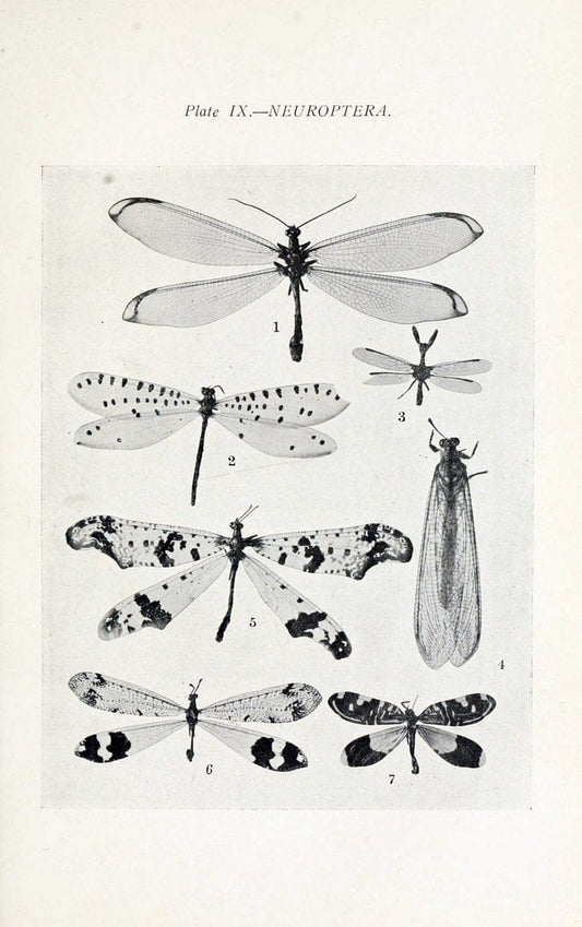 Australian insects..Sydney,W. Brooks[1907]. |  | Vintage Print Reproduction 459848