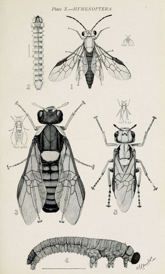 Australian insects..Sydney,W. Brooks[1907]. |  | Vintage Print Reproduction 459849