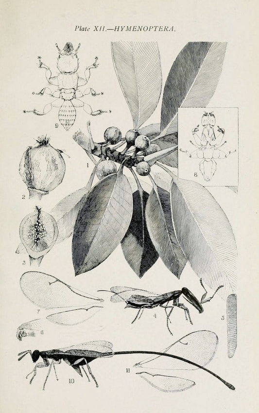 Australian insects..Sydney,W. Brooks[1907]. |  | Vintage Print Reproduction 459851
