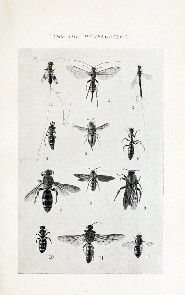 Australian insects..Sydney,W. Brooks[1907]. |  | Vintage Print Reproduction 459852