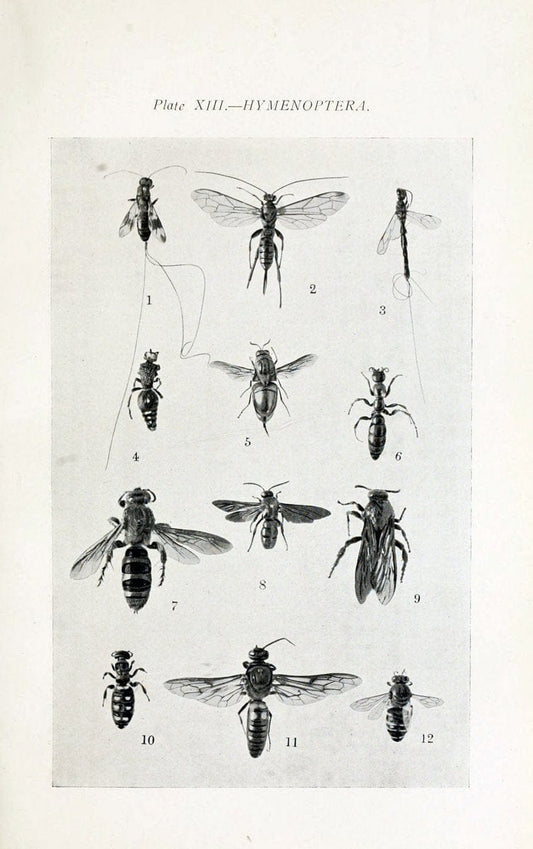 Australian insects..Sydney,W. Brooks[1907]. |  | Vintage Print Reproduction 459852