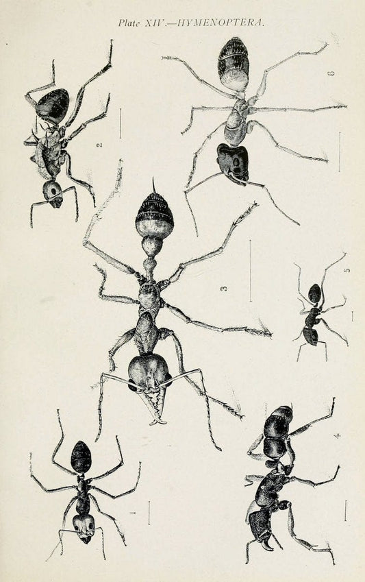 Australian insects..Sydney,W. Brooks[1907]. |  | Vintage Print Reproduction 459853