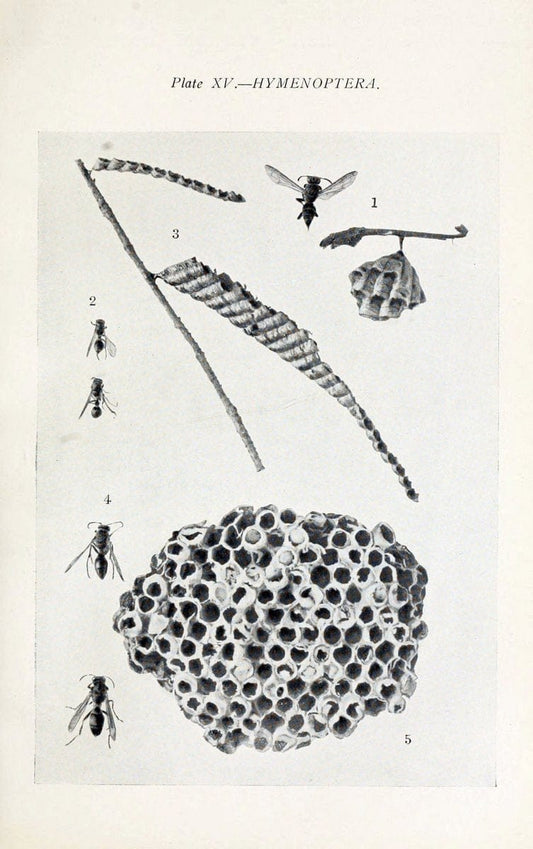 Australian insects..Sydney,W. Brooks[1907]. |  | Vintage Print Reproduction 459854
