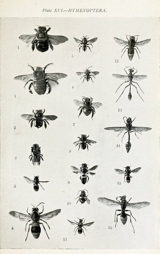 Australian insects..Sydney,W. Brooks[1907]. |  | Vintage Print Reproduction 459855