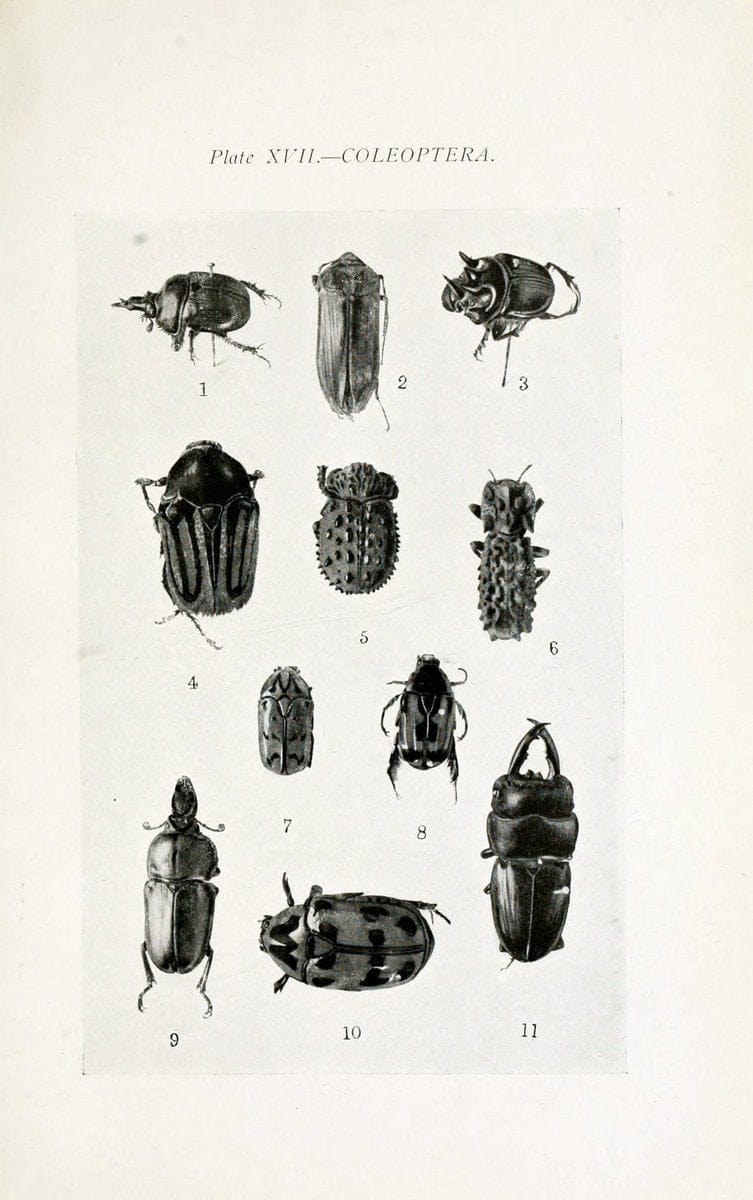 Australian insects..Sydney,W. Brooks[1907]. |  | Vintage Print Reproduction 459856