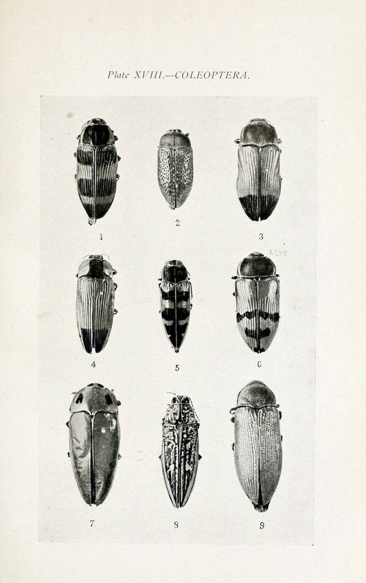 Australian insects..Sydney,W. Brooks[1907]. |  | Vintage Print Reproduction 459857
