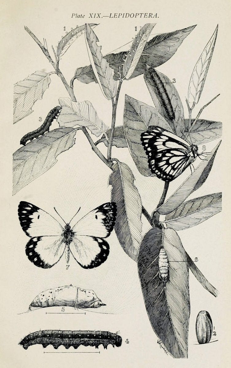 Australian insects..Sydney,W. Brooks[1907]. |  | Vintage Print Reproduction 459858