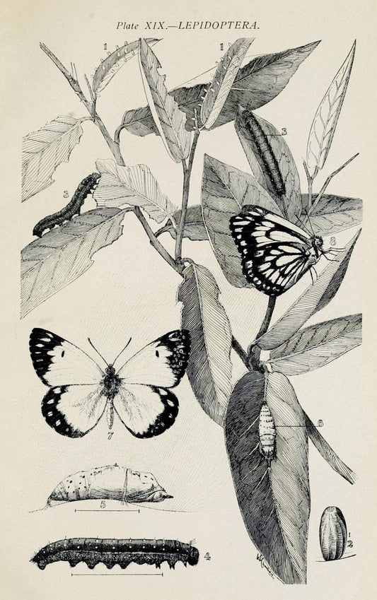 Australian insects..Sydney,W. Brooks[1907]. |  | Vintage Print Reproduction 459858
