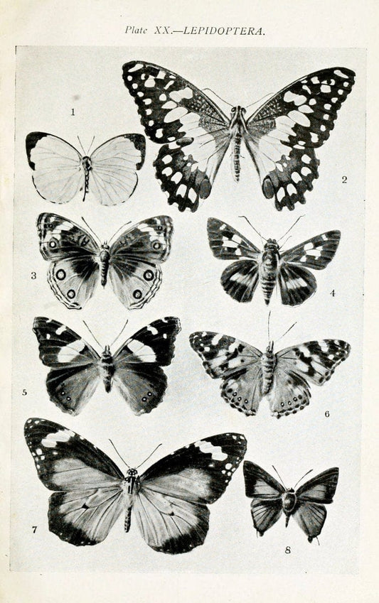 Australian insects..Sydney,W. Brooks[1907]. |  | Vintage Print Reproduction 459859