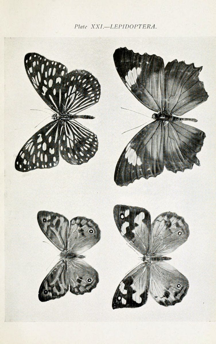 Australian insects..Sydney,W. Brooks[1907]. |  | Vintage Print Reproduction 459860