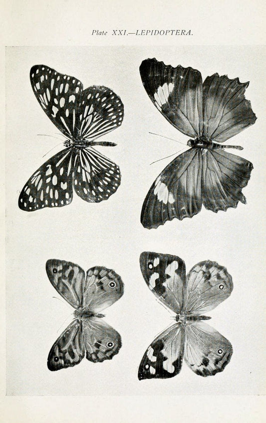 Australian insects..Sydney,W. Brooks[1907]. |  | Vintage Print Reproduction 459860
