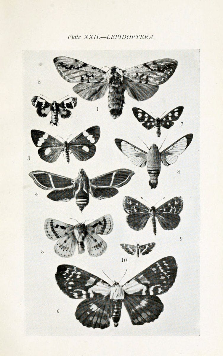 Australian insects..Sydney,W. Brooks[1907]. |  | Vintage Print Reproduction 459861