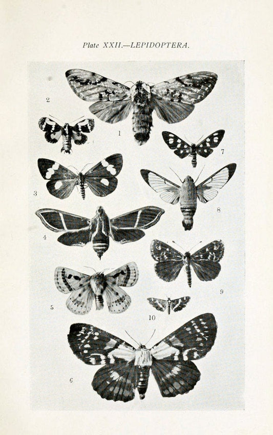 Australian insects..Sydney,W. Brooks[1907]. |  | Vintage Print Reproduction 459861