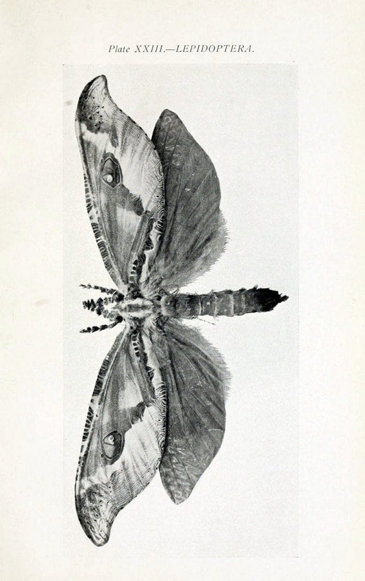 Australian insects..Sydney,W. Brooks[1907]. |  | Vintage Print Reproduction 459862