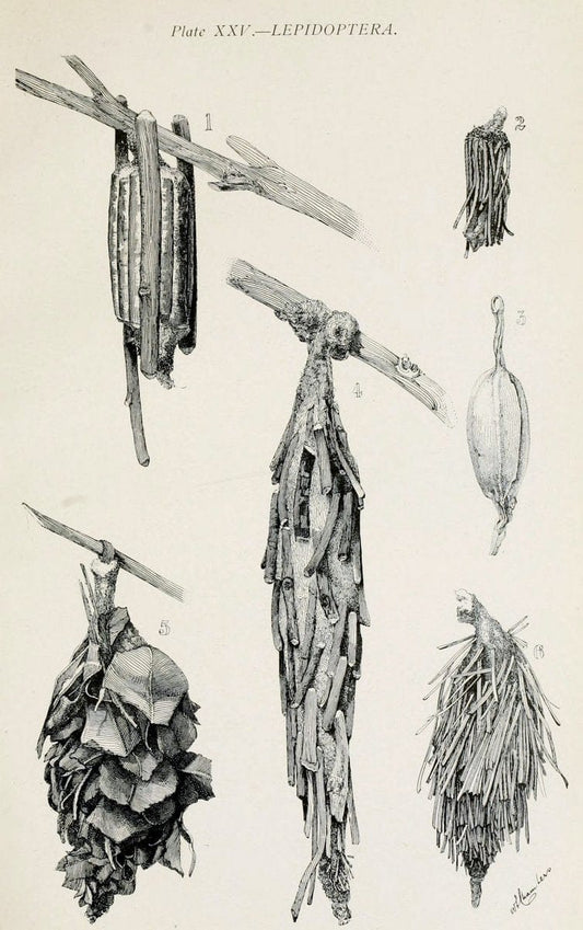 Australian insects..Sydney,W. Brooks[1907]. |  | Vintage Print Reproduction 459864