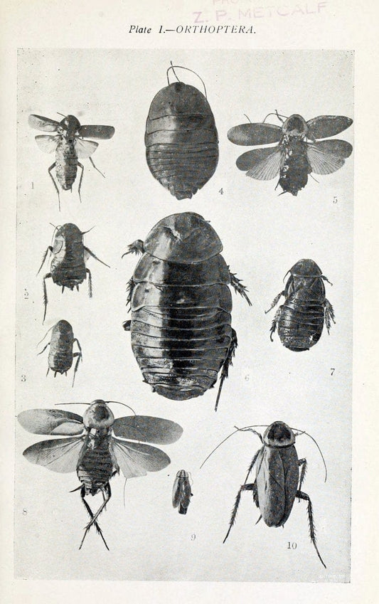 Australian insects..Sydney,W. Brooks[1907]. |  | Vintage Print Reproduction 459865