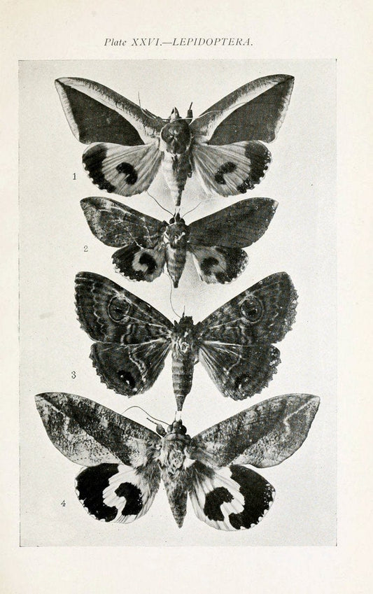 Australian insects..Sydney,W. Brooks[1907]. |  | Vintage Print Reproduction 459866