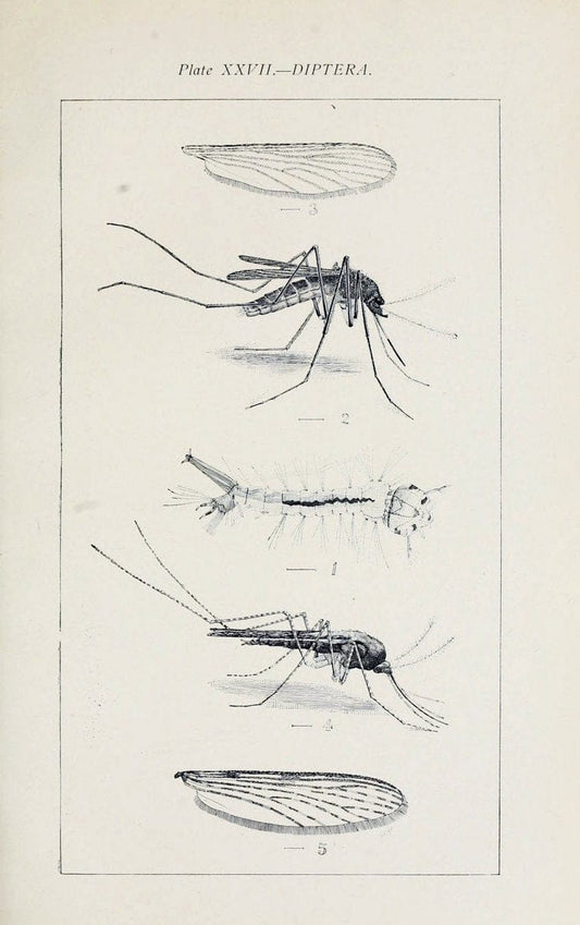 Australian insects..Sydney,W. Brooks[1907]. |  | Vintage Print Reproduction 459867