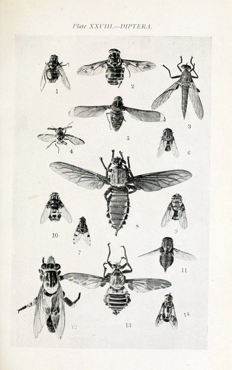 Australian insects..Sydney,W. Brooks[1907]. |  | Vintage Print Reproduction 459868