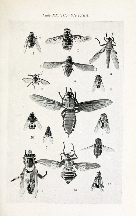 Australian insects..Sydney,W. Brooks[1907]. |  | Vintage Print Reproduction 459868