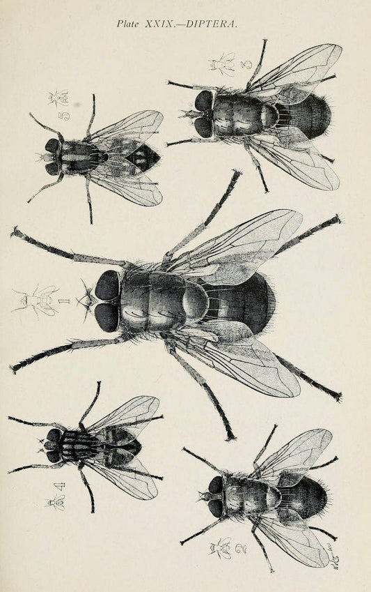 Australian insects..Sydney,W. Brooks[1907]. |  | Vintage Print Reproduction 459869