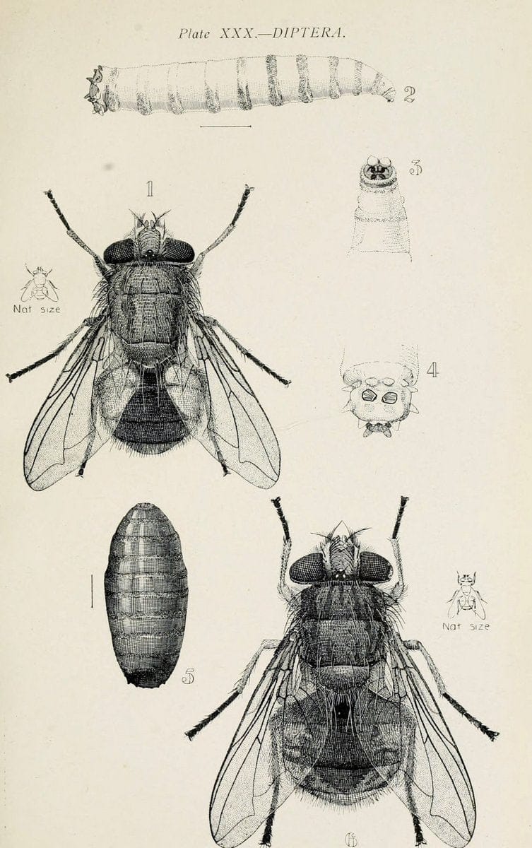 Australian insects..Sydney,W. Brooks[1907]. |  | Vintage Print Reproduction 459870