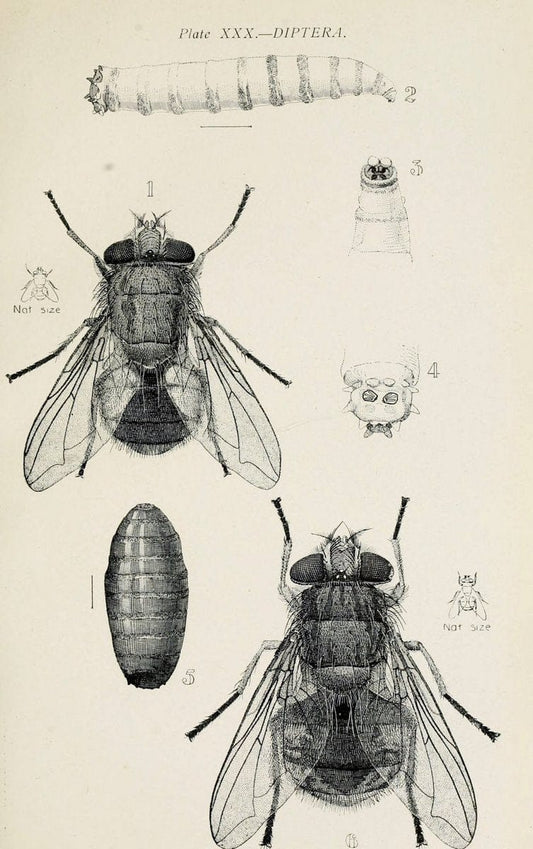 Australian insects..Sydney,W. Brooks[1907]. |  | Vintage Print Reproduction 459870