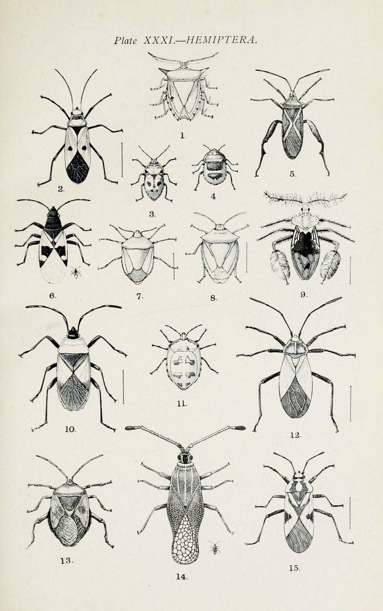 Australian insects..Sydney,W. Brooks[1907]. |  | Vintage Print Reproduction 459871