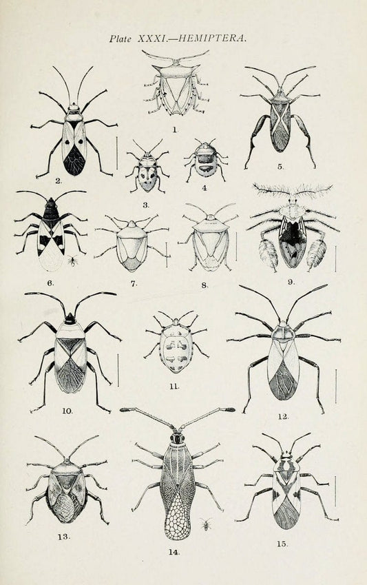 Australian insects..Sydney,W. Brooks[1907]. |  | Vintage Print Reproduction 459871