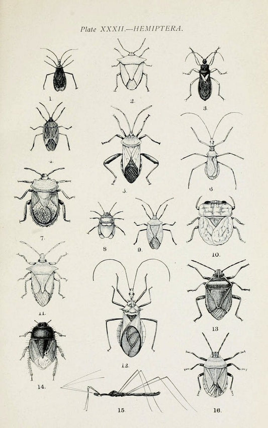 Australian insects..Sydney,W. Brooks[1907]. |  | Vintage Print Reproduction 459872