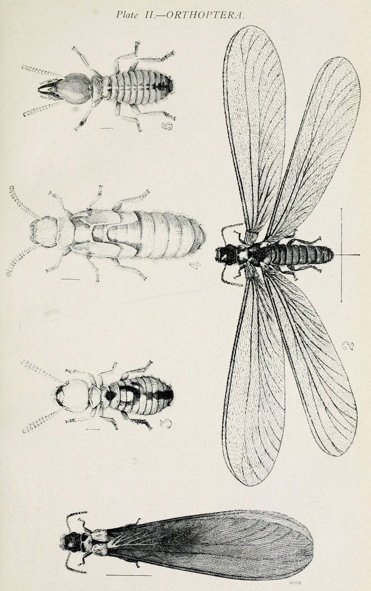 Australian insects..Sydney,W. Brooks[1907]. |  | Vintage Print Reproduction 459873