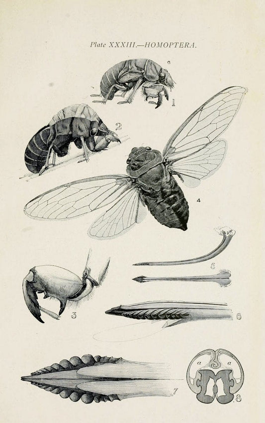 Australian insects..Sydney,W. Brooks[1907]. |  | Vintage Print Reproduction 459874