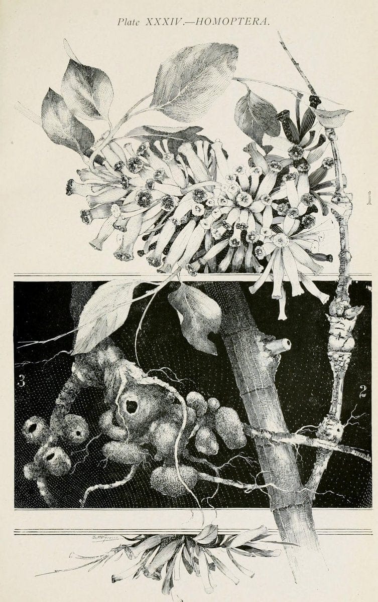 Australian insects..Sydney,W. Brooks[1907]. |  | Vintage Print Reproduction 459875