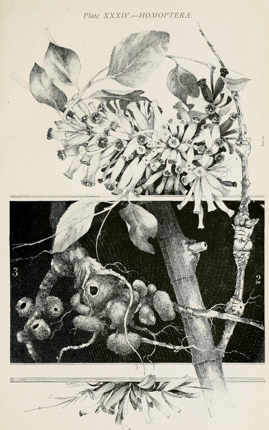 Australian insects..Sydney,W. Brooks[1907]. |  | Vintage Print Reproduction 459875
