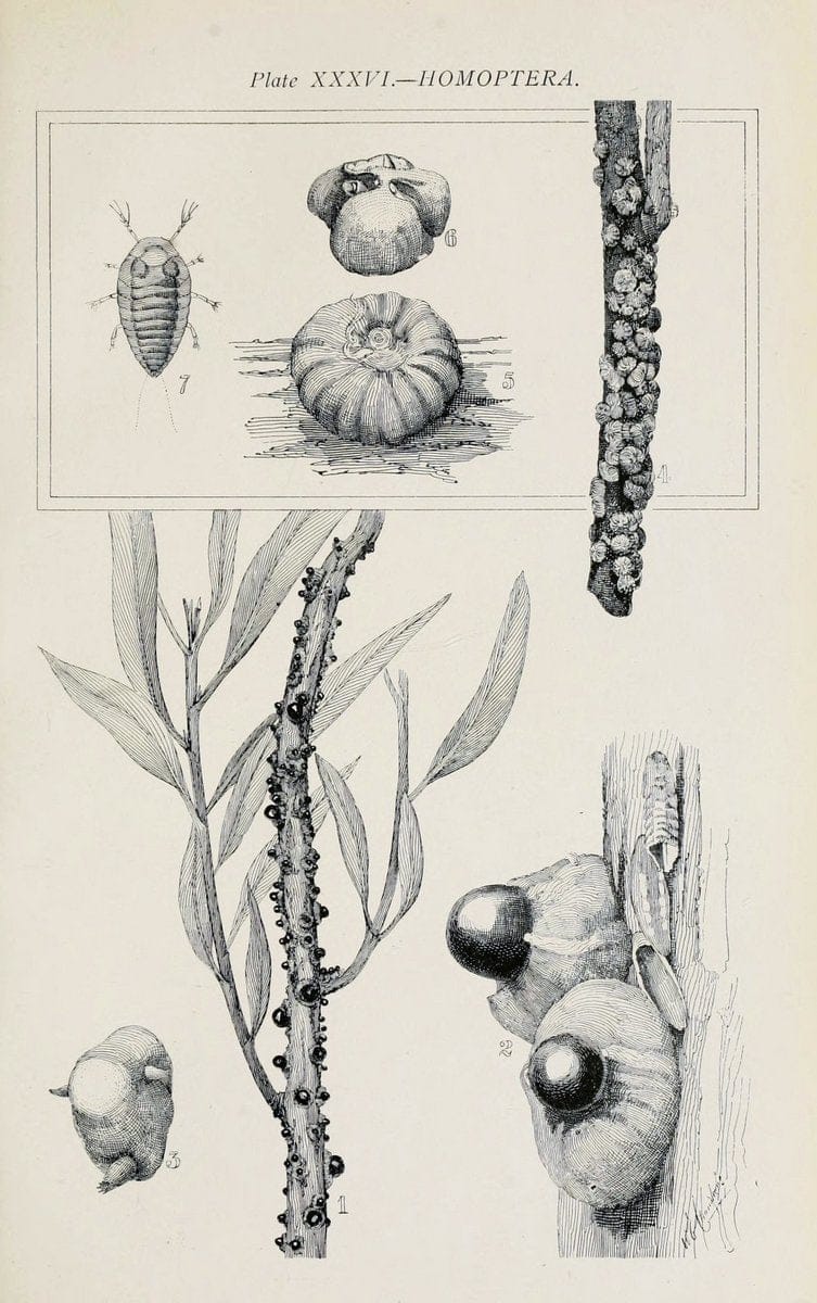Australian insects..Sydney,W. Brooks[1907]. |  | Vintage Print Reproduction 459876