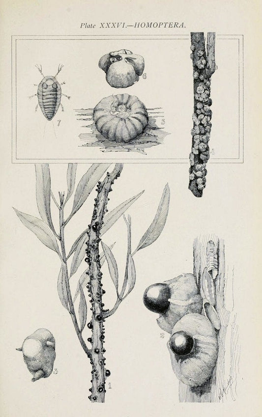 Australian insects..Sydney,W. Brooks[1907]. |  | Vintage Print Reproduction 459876