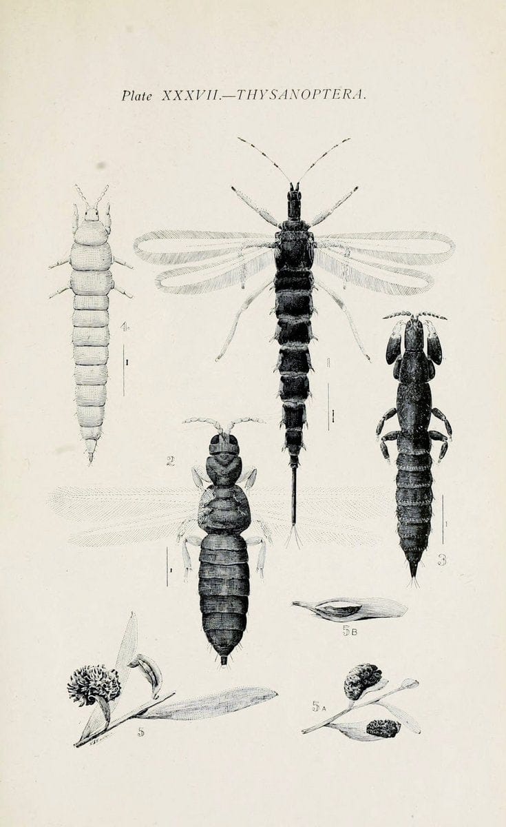 Australian insects..Sydney,W. Brooks[1907]. |  | Vintage Print Reproduction 459878
