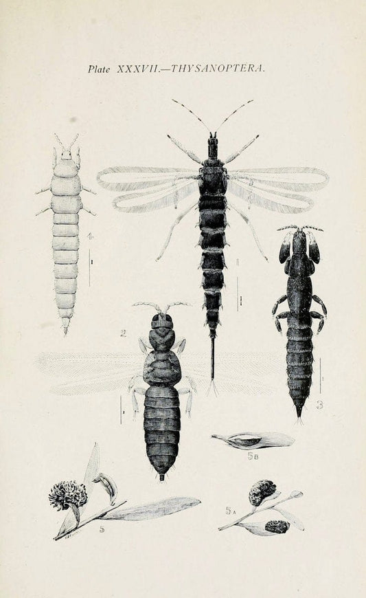 Australian insects..Sydney,W. Brooks[1907]. |  | Vintage Print Reproduction 459878